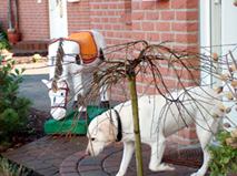 Atelier Stimmung mit Pferd und Hund