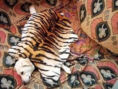 gemusterter Teppich, darauf liegt ein Hund, über ihn ist ein Tigerfell gebreitet