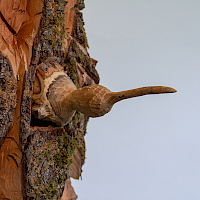 Der Kolibri unter´m Brustgefieder startet